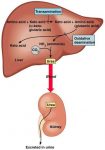 1. 2.CICLO UREA