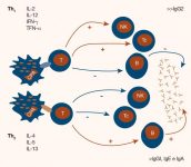 10b - Resumen respuesta Th1 vs Th2 en leishmaniosis. Leishmaniosis canina. una visión práctica. 2016