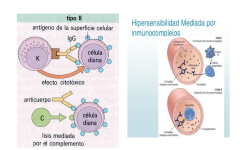 12a - Esquema de las reacciones de hipersensibilidad, de las que resultaran algunos de los signos dermatológicos.