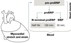 14-Ciclo probnp y bnp