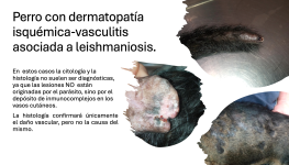 14 - Perro con dermatopatía isquémica-vasculitis asociada a leishmaniosis