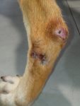 14c - Lesiones ulcerativas asociadas a leishmaniosis en zonas de traumatismo.