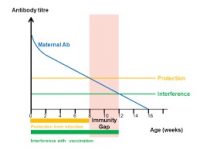 14_immunity_gap