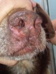 17a - Hipopigmentación y pérdida de la estructura normal de la trufa en un perro con leishmaniosis.