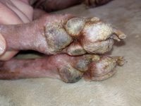 18b - Hiperqueratosis plantar asociada a leishmaniosis.