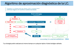 19 - Algoritmo de aproximación diagnóstica de la LC