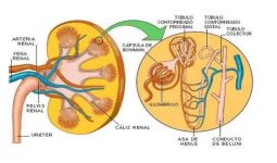 (1)filtracion_glomerular-94f3100dee83f4d6bb418c608d7950fe