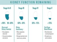 2.FUNCIÓN RENAL