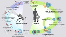 5 - Ciclo de transmisión de la leishmaniosis.