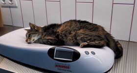 8-Debilidad por hipocalemia en un gato con ERC