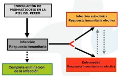 8 - Resistencia o susceptibilidad a la leishmaniosis