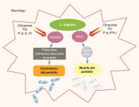 9 - Utilización de la arginina por parte del macrófago.www.portalveterinaria.com