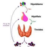 Eje Hipotálamo Hipófisis Tiroides