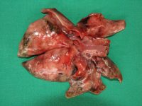 Foto 9c_Aelurostrongylus abstrusus lung lesions