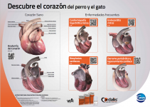 Poster 3D cardio